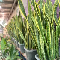 طراحی فضای سبز + فروش گیاه آپارتمانی