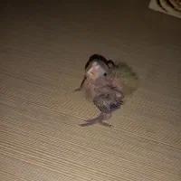 جوجه عروس هلندی سرلاکی ۵۰۰ تومان