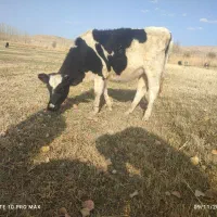 تلیسه مونت هلشتاین