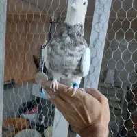 کبوتر،کفتر،طوقی