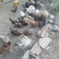 مرغ تخم گذار