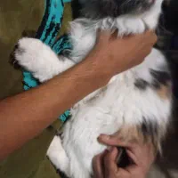 گربه اسکاتیش فولد ماده