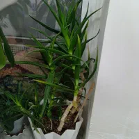 گلهای طبیعی|گل و گیاه طبیعی|فردوس (خراسان), |دیوار