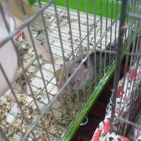 فروشی|پرنده|هشتگرد, شهرک راه آهن|دیوار