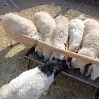 چهار راس میشه آبستن|حیوانات مزرعه|سیرجان, |دیوار