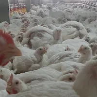 کارگر مرغداری