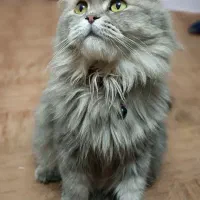 گربه بالغ بریتیش پرشین ماده خاص