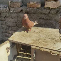 کفتر نوک قنار|پرنده|فردیس, شهرک شهید حسینی|دیوار