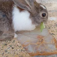 خرگوش قهوه‌ای|موش و خرگوش|کازرون, |دیوار