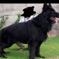 توله سگ 65 روزه دوبرمن ژرمن روتوایلر کن کورسوو|سگ|تهران, گیشا|دیوار