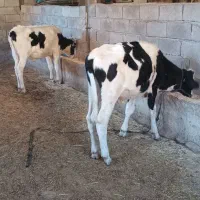 گوساله نر پای پروار دوعدد نژاد یکی هلشتاین