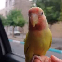 کوتوله گمشده