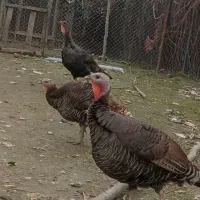 بوقلمون برنز عالی و سرحال