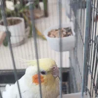 طوطی عروس هلندی|پرنده|بجنورد, |دیوار