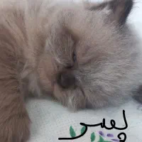 بهترین وکمیاب ترین گربه نژاد رگدال امریکایی|گربه|نیشابور, ۲۲ بهمن|دیوار