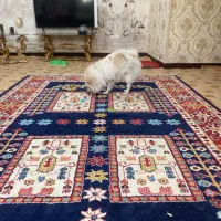 واگذری پامرجذاب|سگ|دوگنبدان, |دیوار