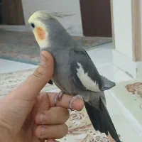 ۱جفتعروسهلندیباقفس|پرنده|اندیشه, شهرک کوثر|دیوار