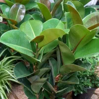 گل اپارتمانی خارجی پر برگ بادوام لطفا ورق بزن