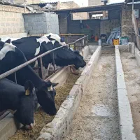 گاو شیری صنعتی شناسه دار شکم اول ۳۵تا شیر