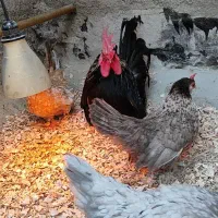 چهار تا مرغ خروس جاپنیز مینیاتوری