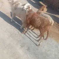 3رس بره چینی اصلی ماده جنس فروشی