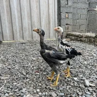 جوجه لاری ۸۰ روزه|حیوانات مزرعه|ساری, |دیوار