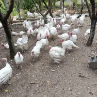 فروش بوقلمون گوشتی