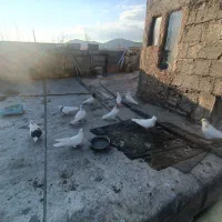 کفتر ها تمام پرشی پرواز ۱۰ ساعت بیشتر