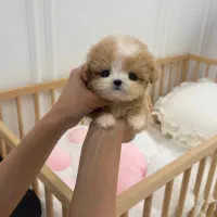 تیکاپ پت سایز صفر