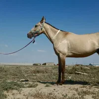 اسب|اسب و تجهیزات اسبسواری|گمیشان, |دیوار