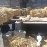 گوساله نر