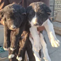 توله قدرجونی(قهدریجانی)|سگ|ورزنه, |دیوار