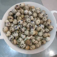 تخم نطفه دار بلدرچین4000