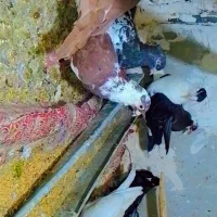 کفتر کبوتر شهرستانی یه دسته۳۰تایی نر جوون دانه ۱۳۰|پرنده|مشهد, رسالت|دیوار