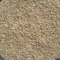 یک تن جو محلی درجه یک