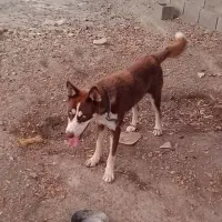 این سگ گم شده به یابنده مژدگانی داده میشود|سگ|جیرفت, |دیوار