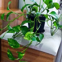 گل زیبا و شاداب|گل و گیاه طبیعی|رشت, معلولین|دیوار