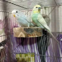 مرغ عشق جفت رنگ خاص نژاد دار