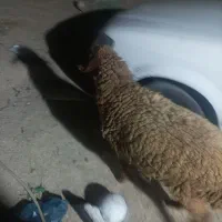 گوسفند|حیوانات مزرعه|هندیجان, |دیوار