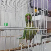 طوطی ملنگو