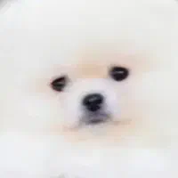 واگزاری سگ پامرمعاوضه با...