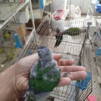 تعدادی پرنده خونگی|پرنده|جیرفت, |دیوار