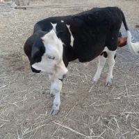 گاو نر