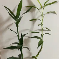 گل بامبویانمادثروت|گل و گیاه طبیعی|کازرون, |دیوار