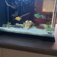 دو عدد آکواریوم سالم با تعدادی ماهی|ماهی|ری, فیروزآباد|دیوار