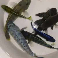 ماهی سیچلاید و ماکرو و اوراتوس مولد|ماهی|شیراز, کوشک میدان|دیوار