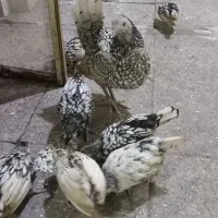 سیبرایت یکساله