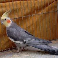 عروس هلندی سخنگو دستی