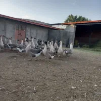 فروش گله قو غاز اکراینی|حیوانات مزرعه|بناب, |دیوار