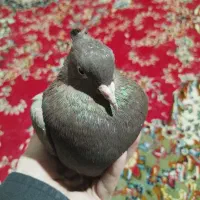 کبوتر قهوه دم سفید|پرنده|جنت, |دیوار